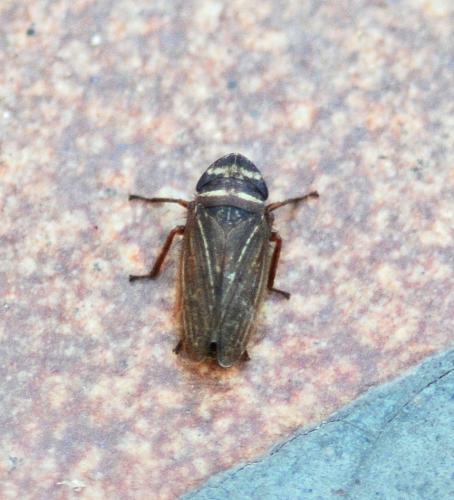 Réf. 271 024 : Aphrodes (bicinctus-makarovi)